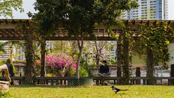 A timber trellis with climbing plants provides shade over the walkway in the courtyard and reinforces the tranquility of the space.